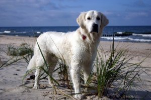 Uwielbiam morze - Lucky